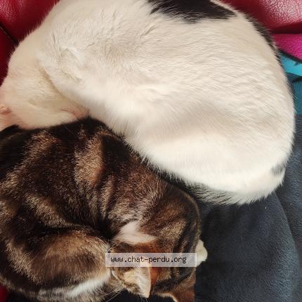 Photo 1/1 cesar Chat lost in Chauray