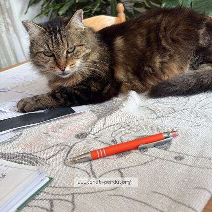 Photo 1/1 Choupie Chat lost in Buverchy