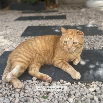 Photo 1/1 Rouki Chat lost in Saint aunes