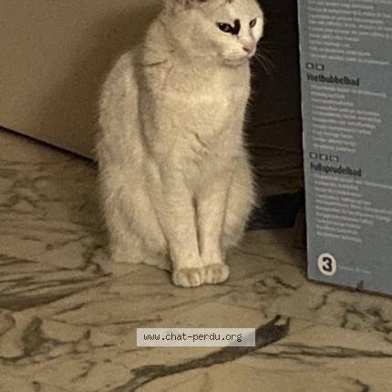 Photo 1/1 Lucie Chat lost in Saint laurent du var