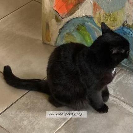 Photo 1/1 Mimi Chat lost in Rayol canadel sur mer