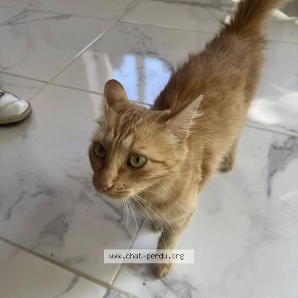 Photo 1/1 Found cat Found in Damazan