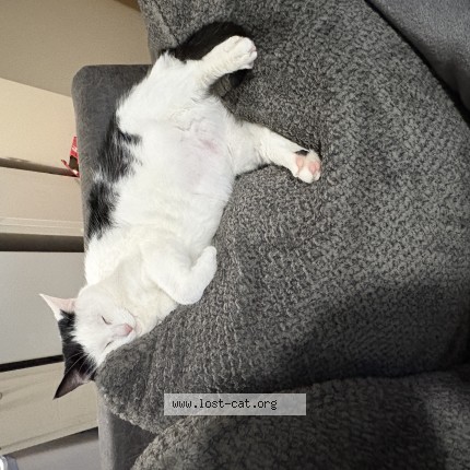 Picture of cat found at Morristown
