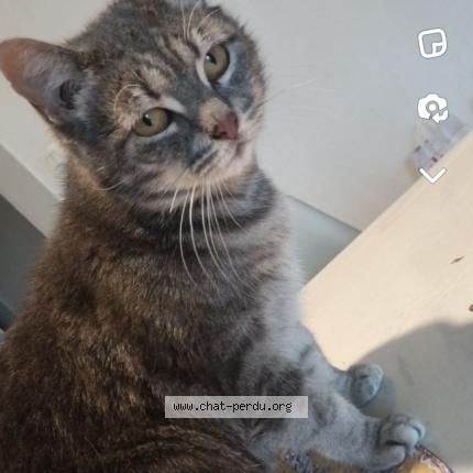 Photo 1/1 Rio Chat lost in Pin