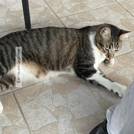 Photo 1/1 Found cat Found in Boe