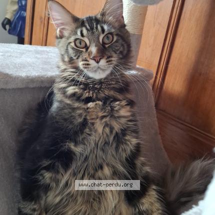 Photo 1/1 ALPHA Chat lost in Attichy