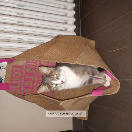 Photo 1/1 NARNIA Chat lost in Lagny le sec