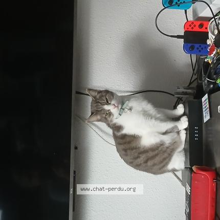 Photo 1/1 Louna Chat lost in St orens de gammevilles