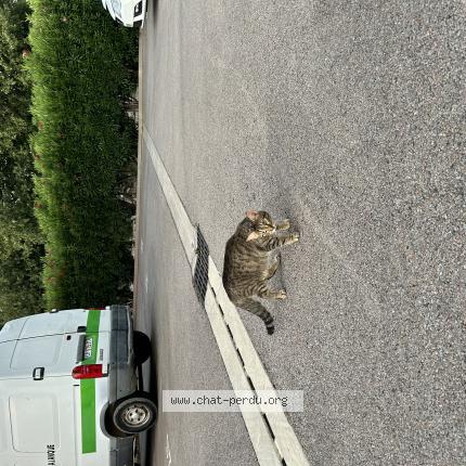 Photo 1/1 Isis Chat lost in St laurent de la salanque