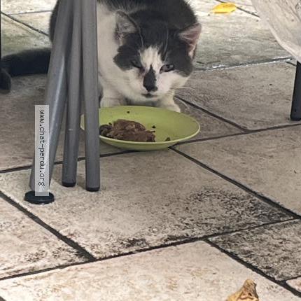 Photo 1/1 Found cat Found in Draveil