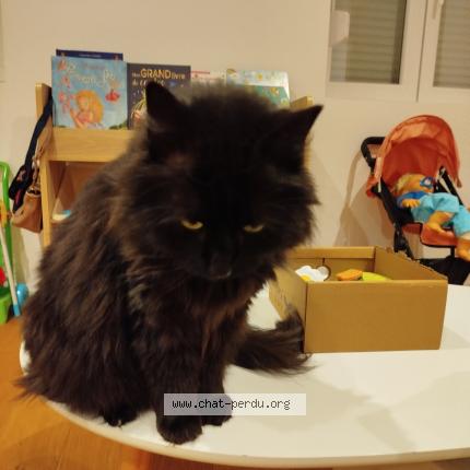 Photo 1/1 Furry Chat lost in Bouxwiller