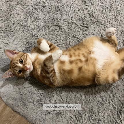 Photo 1/1 Mimolette Chat lost in Saint sauveur d aunis