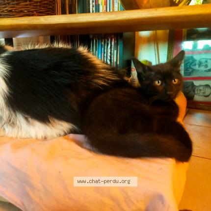 Photo 1/1 Onyx Chat lost in Sainte croix vallee francaise