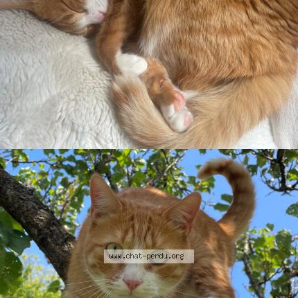 Photo 1/1 Migoï Chat lost in Toulouse