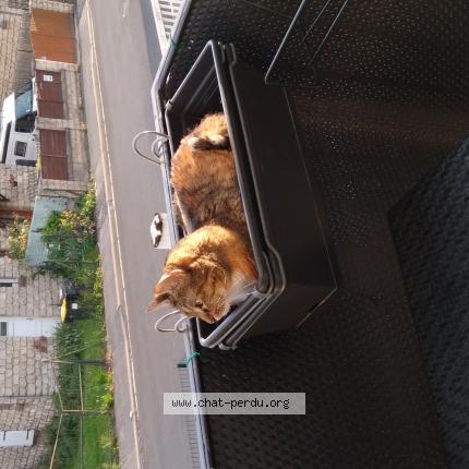 Photo 1/1 RUBY Chat lost in Crepy en valois