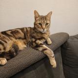 Picture of cat lost at Tourcoing