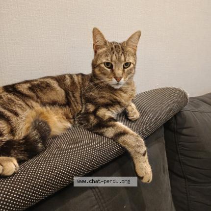 Photo 1/1 Cat reunited Lost in Tourcoing