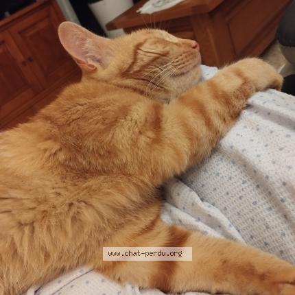 Photo 1/1 MAX Chat lost in Givrauval