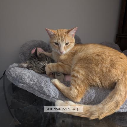 Photo 1/1 Rocket Chat lost in La hoguette