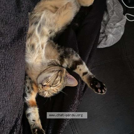 Photo 1/1 Faya Chat lost in Meschers sur gironde