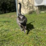 Picture of cat lost at Brassioux