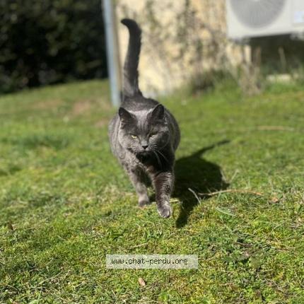 Photo 1/1 Trinity Chat lost in Brassioux