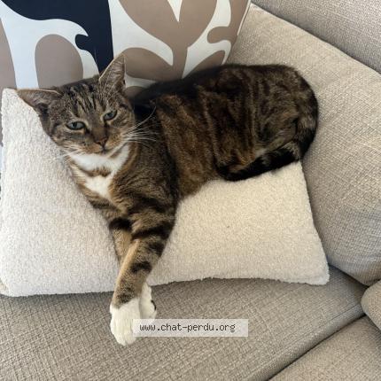 Foto van vermiste kat in Bois De Lessines