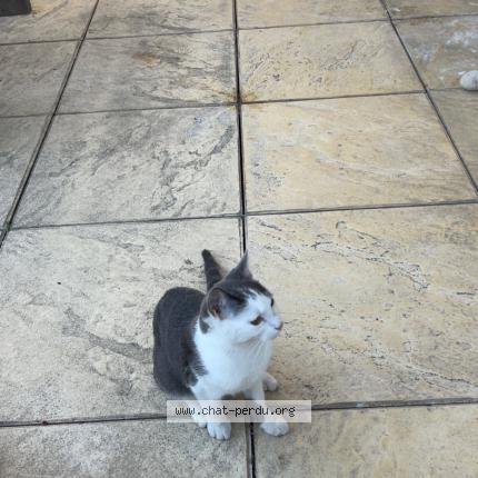 Photo 1/1 Sushi Chat lost in Grenoble