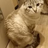 Picture of cat lost at Le Blanc