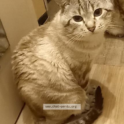 Photo 1/1 Pacha Chat lost in Le blanc