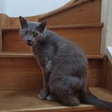 Picture of cat lost at Vendres