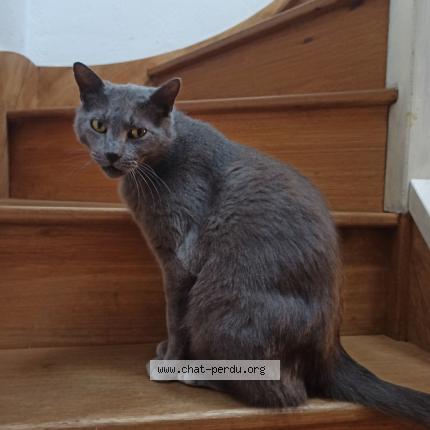 Photo 1/1 Cat reunited Lost in Vendres