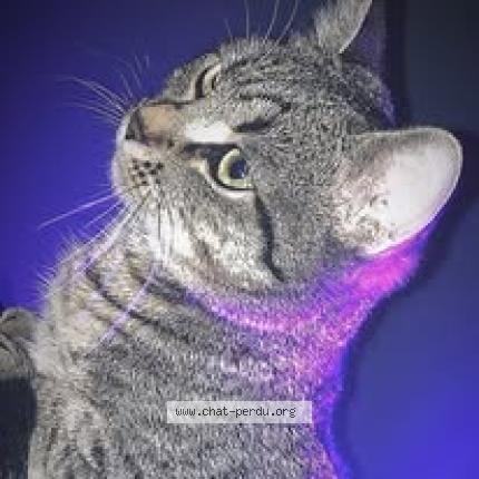 Photo 1/1 nikita Chat lost in Le grand quevilly