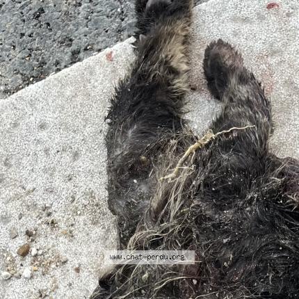 Photo 1/1 Found cat Found in Venerand