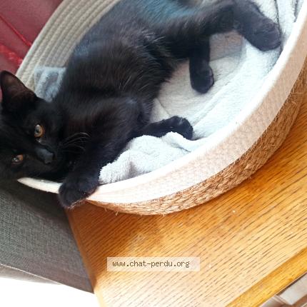 Photo 1/1 Mystou Chat lost in Heyrieux