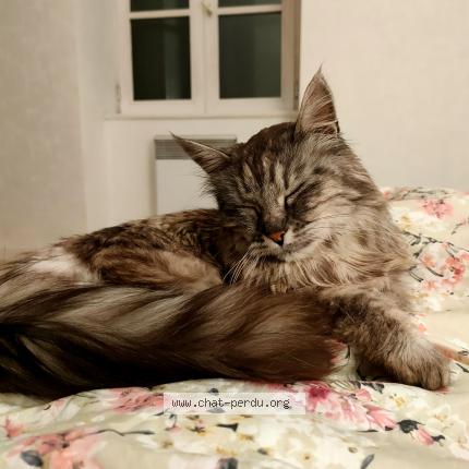 Photo 1/1 Mins Chat lost in Betete