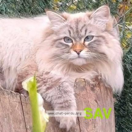 Photo 1/1 Wulf Chat lost in Beaumont de lomagne