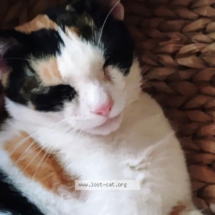 Photo 1/3 Peaches Chat lost in Austin