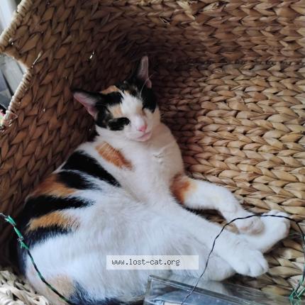 Photo 2/3 Peaches Chat lost in Austin