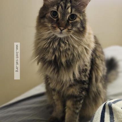 Photo 1/1 Kai Chat lost in Laval