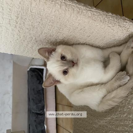 Photo 1/1 Cat reunited Lost in Cormeilles en parisis