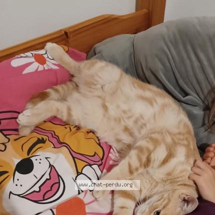 Photo 1/1 Timiaou Chat lost in Montjaux