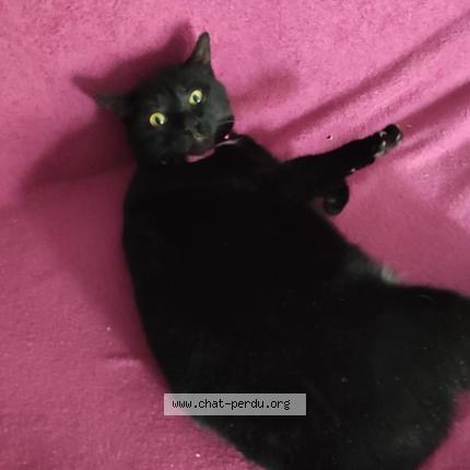 Photo 1/1 Mimi Chat lost in Haguenau