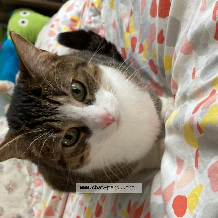 Photo 1/1 Salem Chat lost in Angers