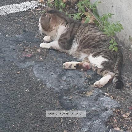 Photo 1/1 Gibus Chat lost in Bordeaux