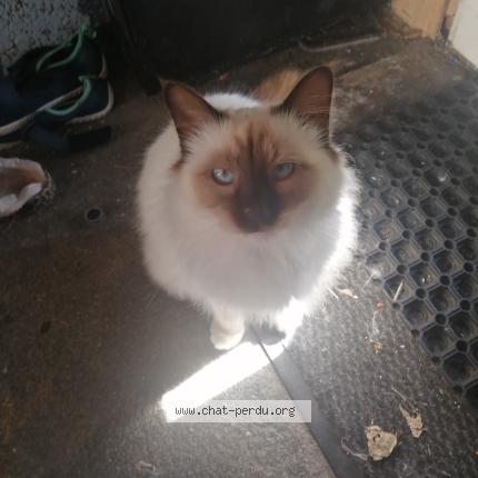 Photo 1/1 Toffee Chat lost in Plougastel daoulas