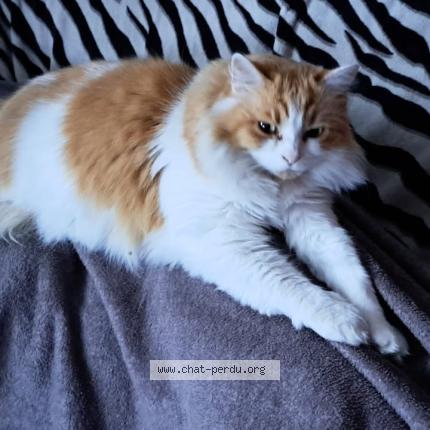 Photo 1/1 Neko Chat lost in St hilaire de la cote