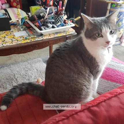 Photo 1/1 nournours Chat lost in Levignen