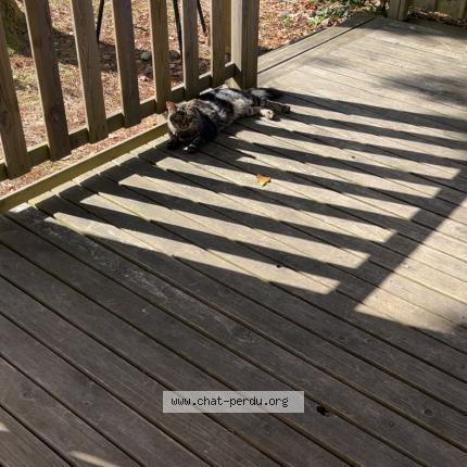 Photo 1/1 Found cat Found in Les mathes