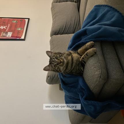 Photo 1/1 Minnie Chat lost in Quint